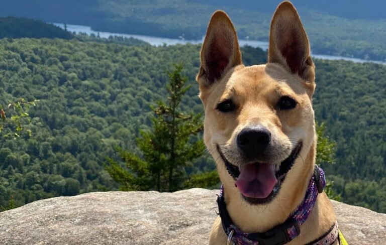 Exploring The Great Outdoors – Tips For Safely Hiking With Your Canine