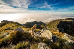 Puppy Paths – Exploring Off-the-Beaten-Track Trails With Your Four-Legged Friend