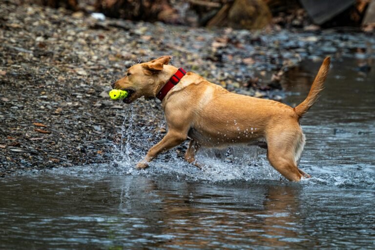 What Are The Must-Have Supplies For A Pawsome Camping Trip With Your Pet?