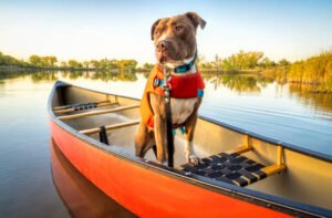 Paws And Claws – Ensuring A Pawsome Outdoor Adventure With Pets