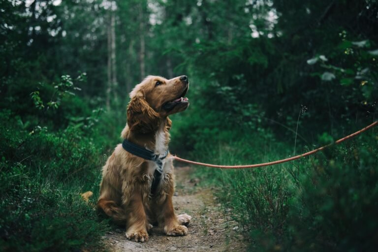 A golden-brown dog with floppy ears is sitting on a dirt path in a lush green forest. The dog is wearing a harness and is on a leash, looking upwards with an attentive expression. The surrounding area is dense with trees and various green foliage.