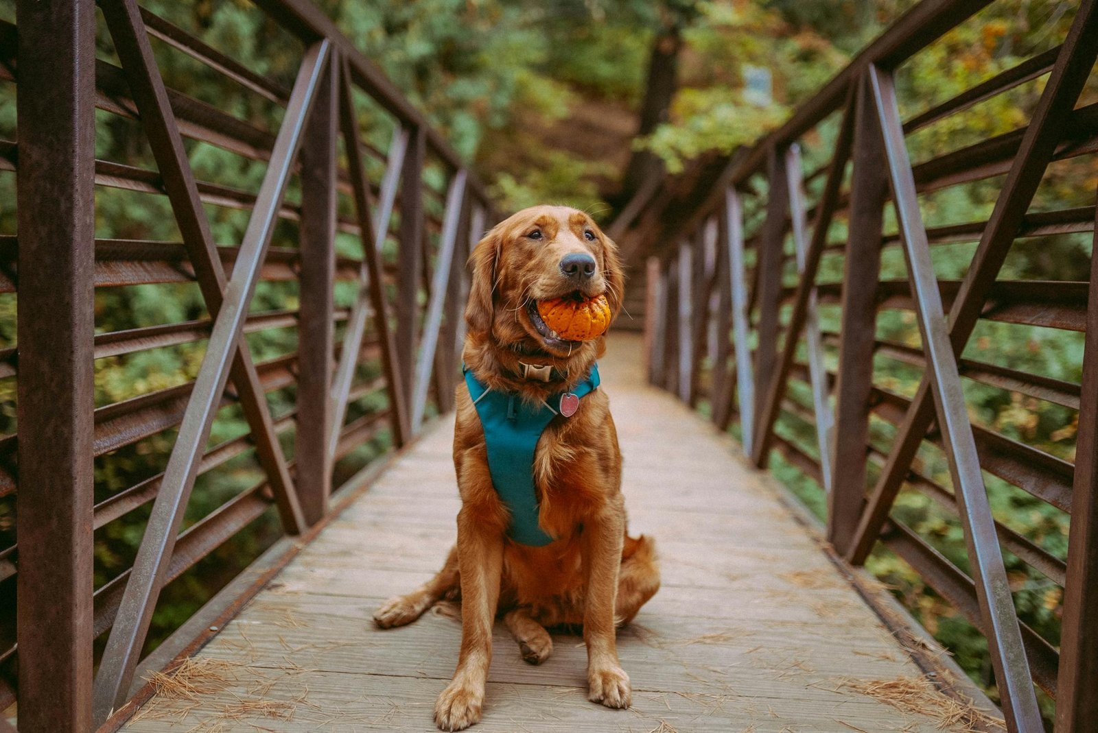 Are You Making These Common Mistakes When Camping With Pets? Expert Tips To Avoid Them