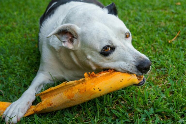 A black-and-white dog is lying on green grass, chewing on a large piece of wood. The dog's ears are perked up, and its eyes are focused intently on the object. The background is filled with vibrant green grass, highlighting the dog's activity.