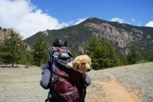 Trekking Tails – Essential Gear For Outdoor Adventures With Pets