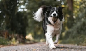 Canine Companions – How To Safely Navigate Rocky Terrain With Your Furry Friends