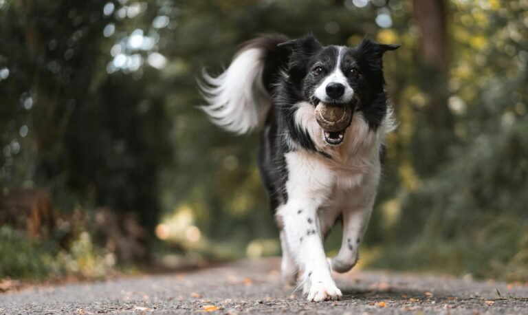 A black and white dog runs joyfully down a forest path, holding a tennis ball in its mouth. Its tail is raised, and its ears are perked up, highlighting its excitement. The background is a blur of green foliage, hinting at a dense, verdant forest.