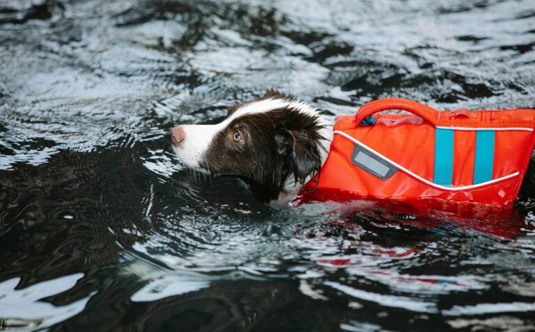 A black and white dog wearing a bright orange life jacket is swimming in what appears to be a body of water. The water is slightly rippled, and the dog looks focused as it paddles through the water.