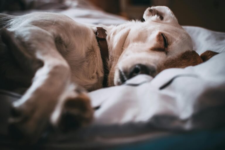 A small white and brown dog with a collar is lying on a bed, sleeping peacefully. The dog is curled up on a white blanket, with its face relaxed and eyes closed. The image captures a cozy and tranquil moment.