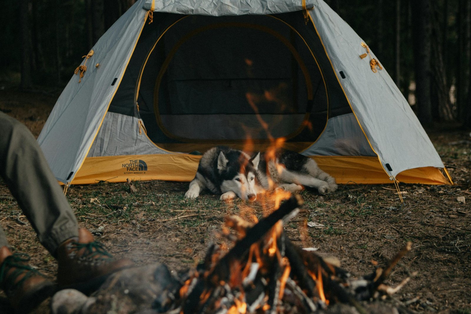 Are You Making These Common Mistakes When Camping With Pets? Expert Tips To Avoid Them