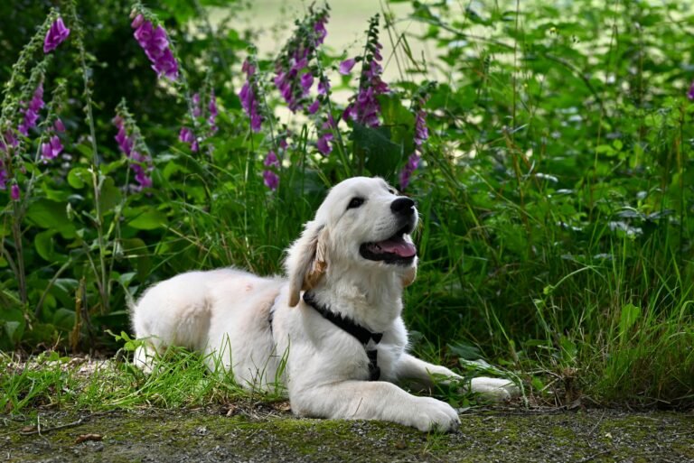 A white dog with floppy ears lies on the grass in a lush garden filled with tall purple flowers. The dog is wearing a black harness and appears content, with its mouth slightly open and tongue out, enjoying the sunny day.