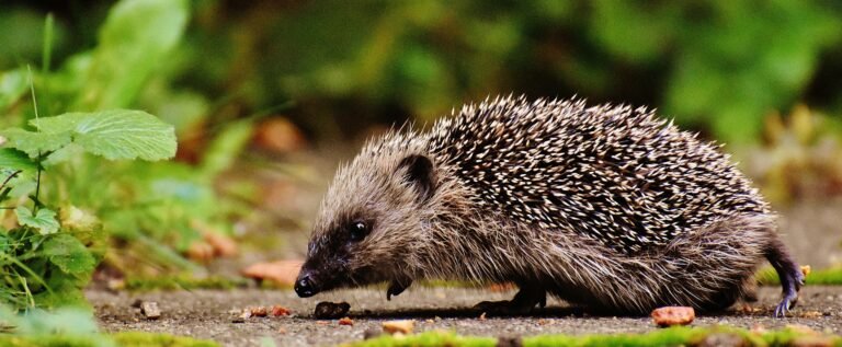 Have You Considered These Pro Tips For Camping With Exotic Pets? Prepare For The Ultimate Adventure