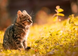 Is Your Pet A Great Camper Or A Scaredy Cat? Tips For Helping Anxious Animals Enjoy The Outdoors