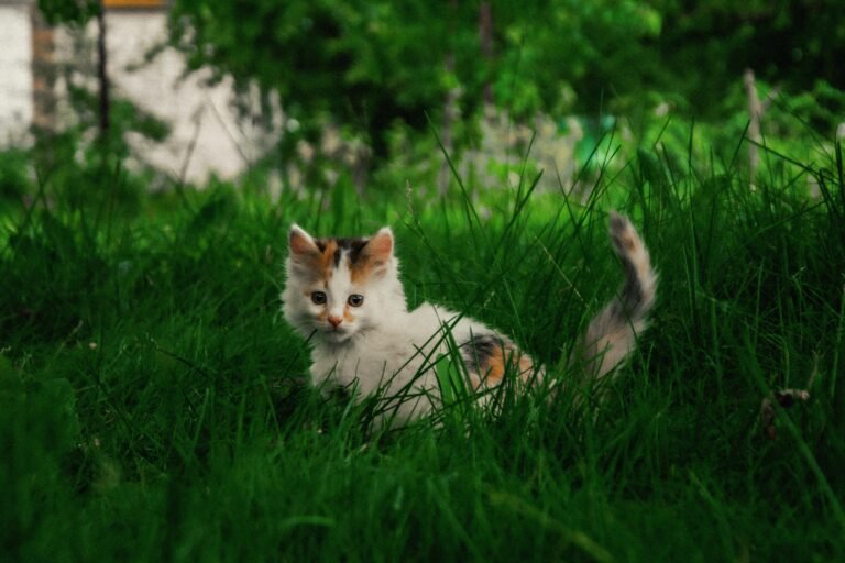 A small white and orange kitten with patches of brown sits in lush green grass, looking at the camera with wide eyes. The background is filled with blurred greenery, suggesting a garden or outdoor setting. The kitten’s tail is curved upwards.