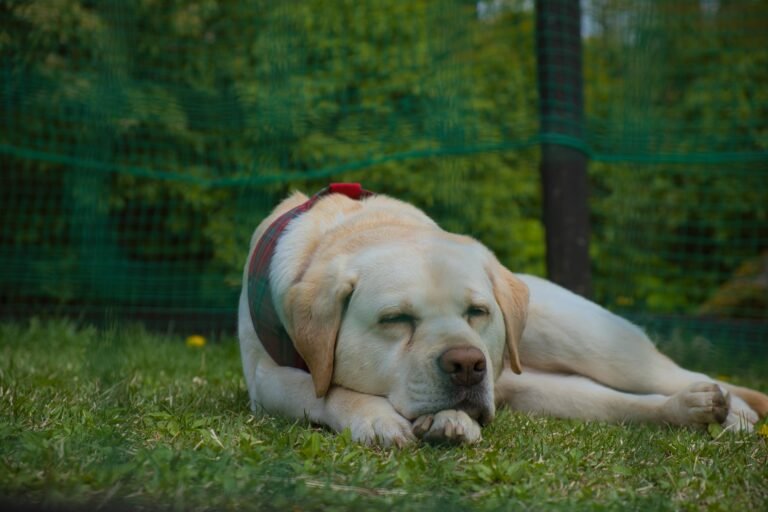 10 Essential Tips For Camping With Your Pet