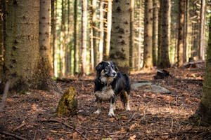 Top 5 Dog-Friendly Hiking Trails For Pet Camping