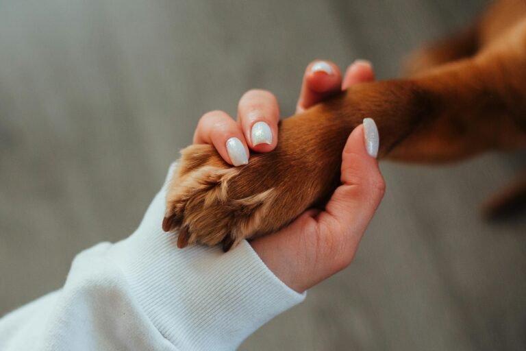 Dog bonding with owner