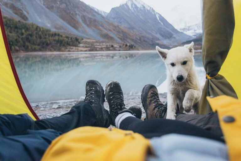 Dog camping with owners