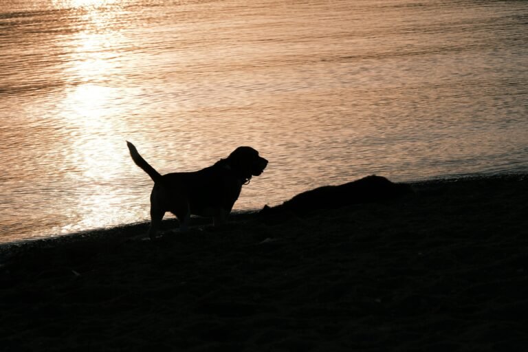 Dog outdoors at a lake