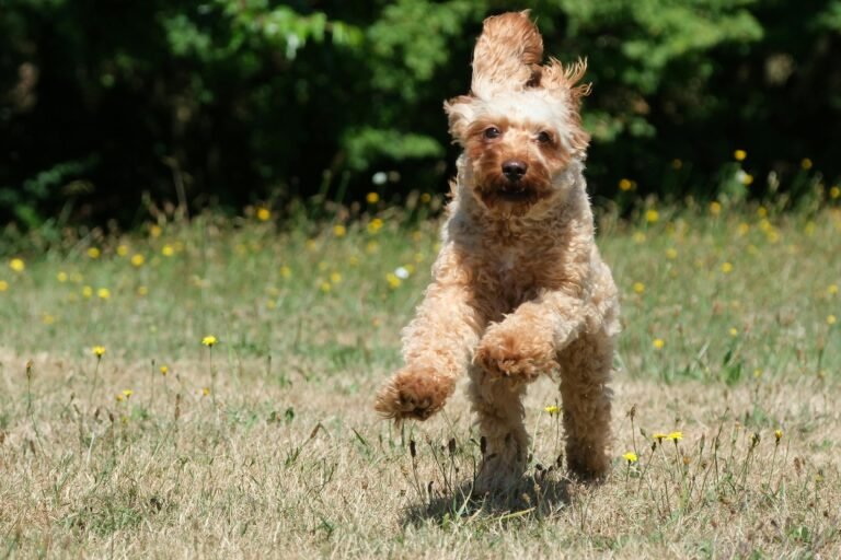 Is Your Four-Legged Friend Ready For A Wilderness Adventure? Essential Pet Camping Tips