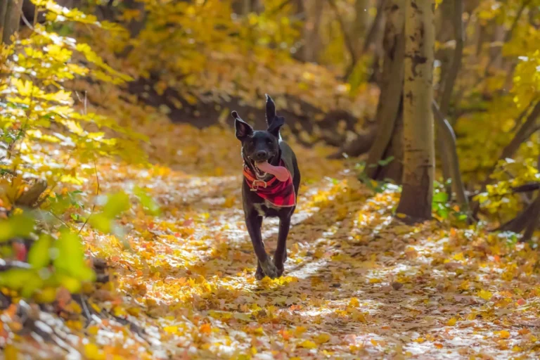 Dog outdoors in autumn