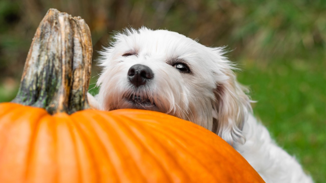 How Can You Utilize Pumpkin Patches For A Festive Outing With Your Dog?