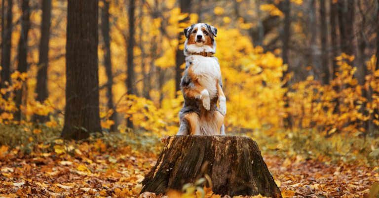 Seasonal Dog Care – Adjusting Your Routine For Autumn Wellness