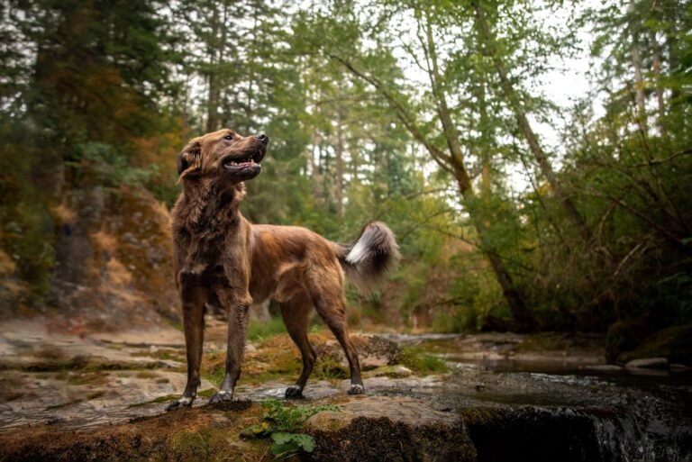 dog in the wilderness