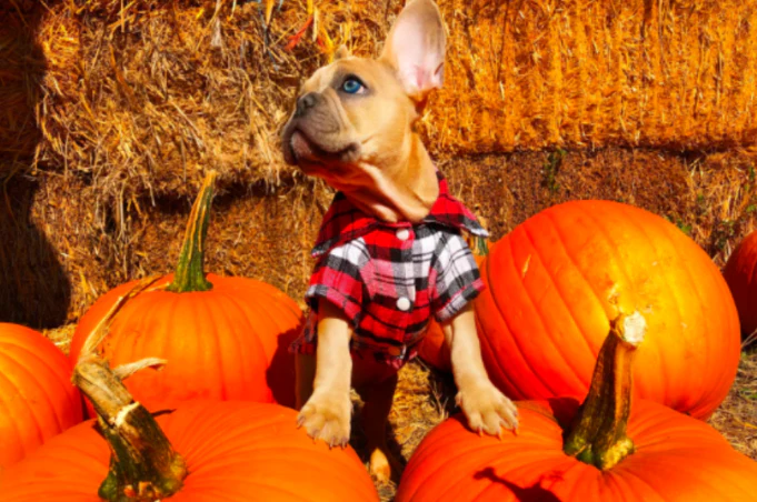 How Can You Utilize Pumpkin Patches For A Festive Outing With Your Dog?