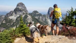 Is Your Pet Prepared For An Epic Wilderness Retreat – What To Know Before You Go?