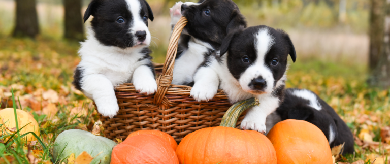 What Unique Fall Festivals Are Perfect For You And Your Pup?