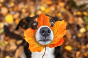 How Can You Celebrate Autumn's Splendor With Your Furry Companions?