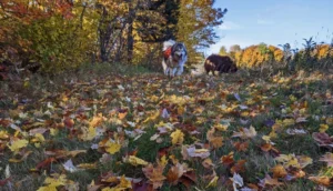 How Can You Engage Your Dogs In Whimsical Leaf-Peeping Escapades?