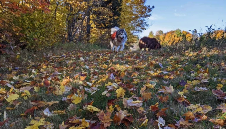 dog in leaves