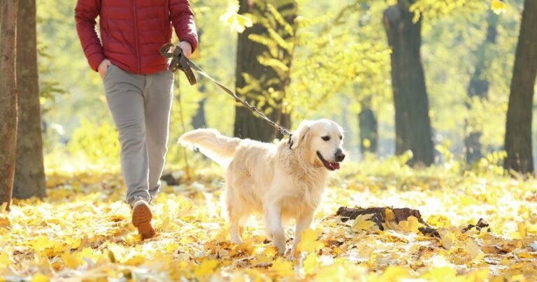 How Can You Craft A Tail-Wagging Autumn Wonderland For Your Dogs?