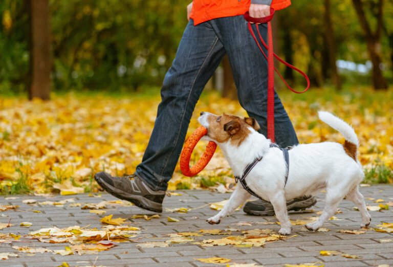 Seasonal Dog Care – Adjusting Your Routine For Autumn Wellness