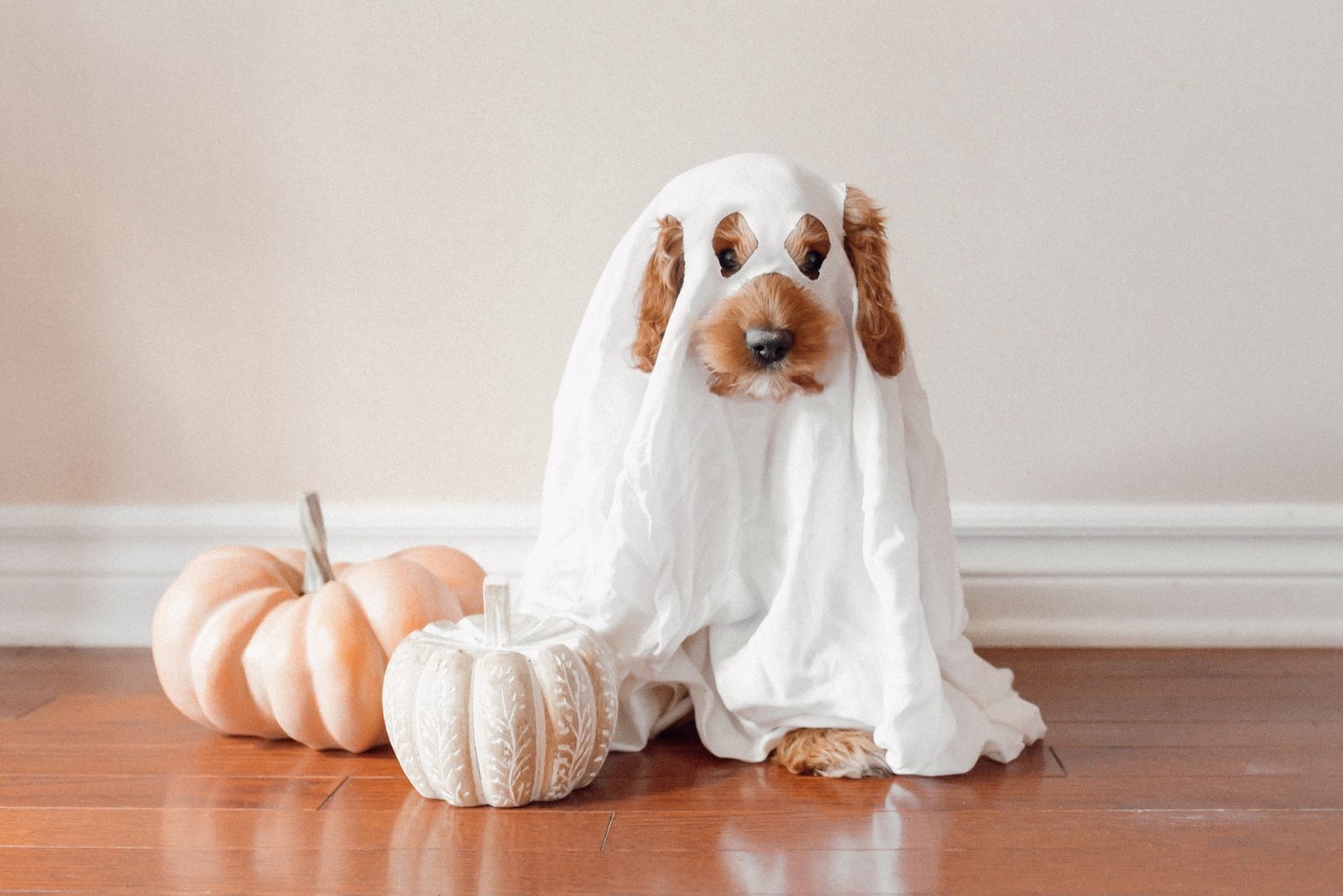 What Unique Activities Can You Enjoy With Your Dog This Halloween Season?