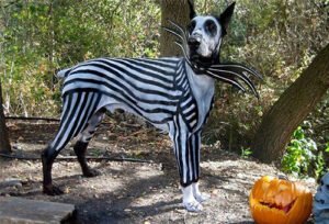 What Rare Rituals Can You Share With Your Dog To Celebrate Halloween?