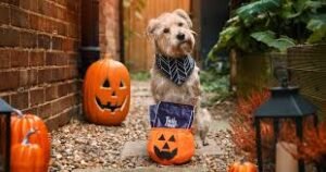 How Can You Captivate Your Canine With A Haunted Halloween Adventure?