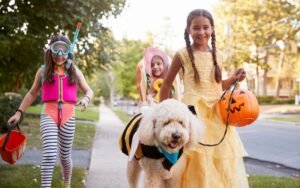 How Can You Unveil The Hidden Joys Of Halloween Trick-or-Treating With Your Dog?