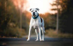 Outdoor Dog Photography Tips for the Fall Season