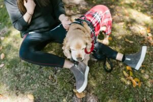 Cozying Up – How To Keep Your Dog Comfortable During The Cold Autumn Months