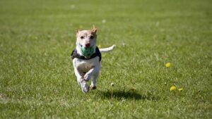 Outdoor Games to Keep Your Dog Active in Cold Weather