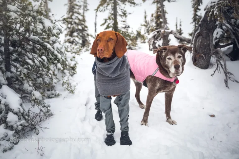 Winter Gear for Dogs: What’s Worth Investing In?