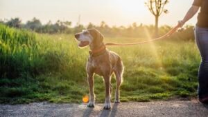 The Benefits of Nature Walks for Older Dogs