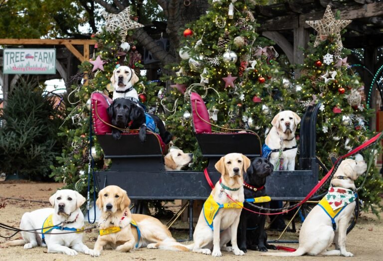 Dog Christmas Sleigh