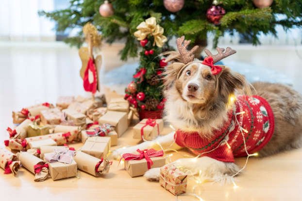 What Enigmatic Outdoor Activities Await You And Your Dog This Festive Season?