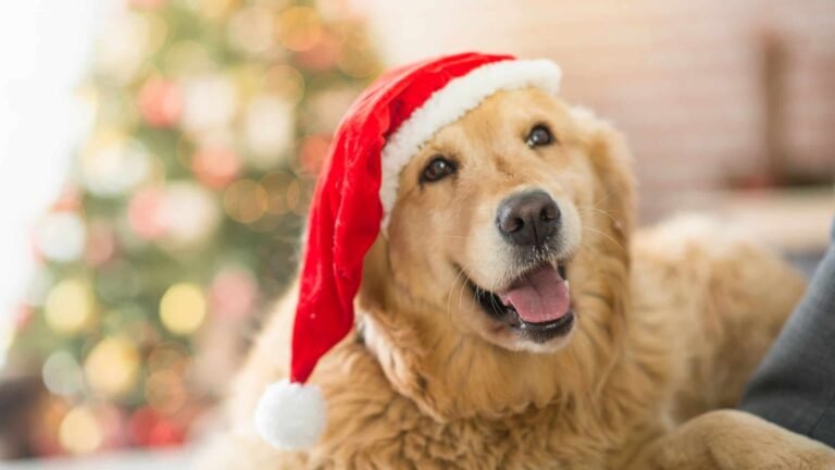 Happy-golden-retriever-wearing-Santa-hat