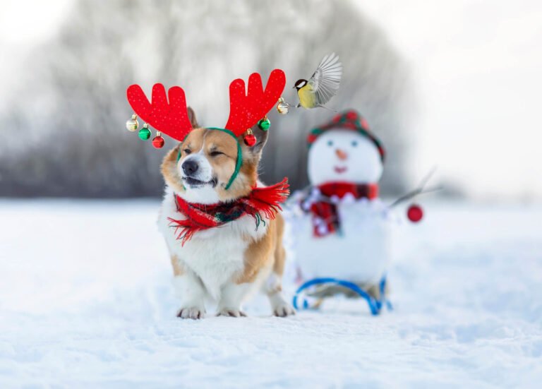 What Whimsical Traditions Can Enhance Your Dog's Holiday Celebrations Outdoors?