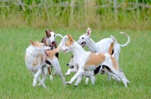 Doggy Playdates in the Park: Tips for a Safe and Fun Meet-Up