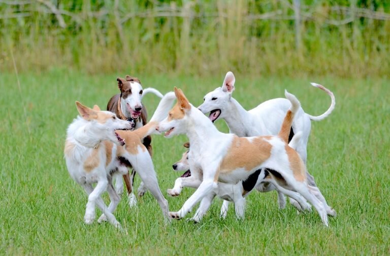 Dogs playing